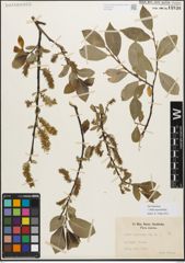 Foto von Salix myrsinifolia Salisb.